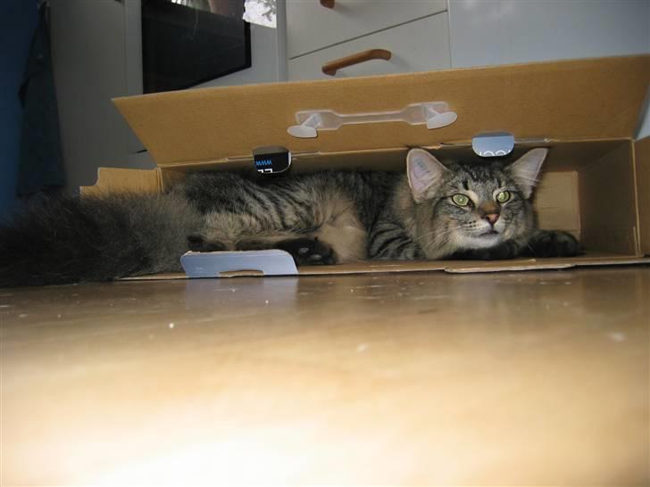 Norsk Skovkat La. Foret´s Tian RIP - kunne lige være der billede 12