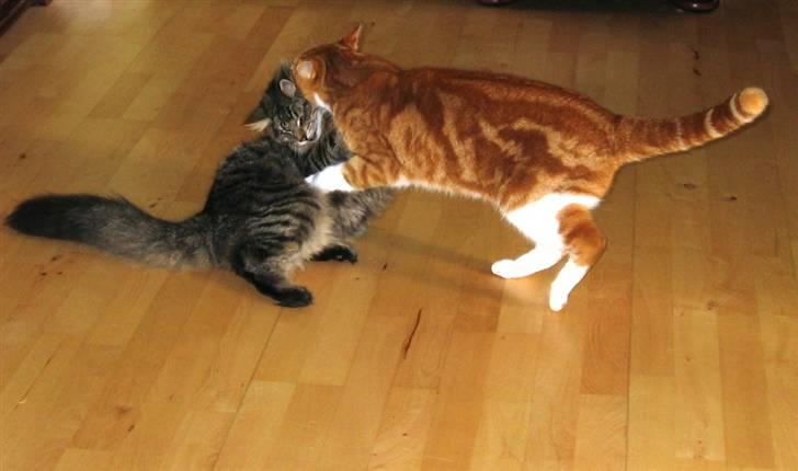 Blanding af racer Rød Aksel billede 1