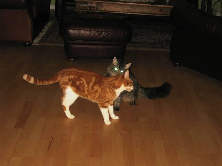 Blanding af racer Rød Aksel billede 4