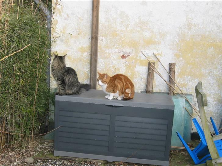 Blanding af racer Rød Aksel billede 5