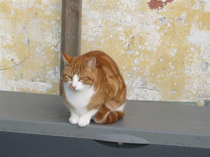 Blanding af racer Rød Aksel billede 6