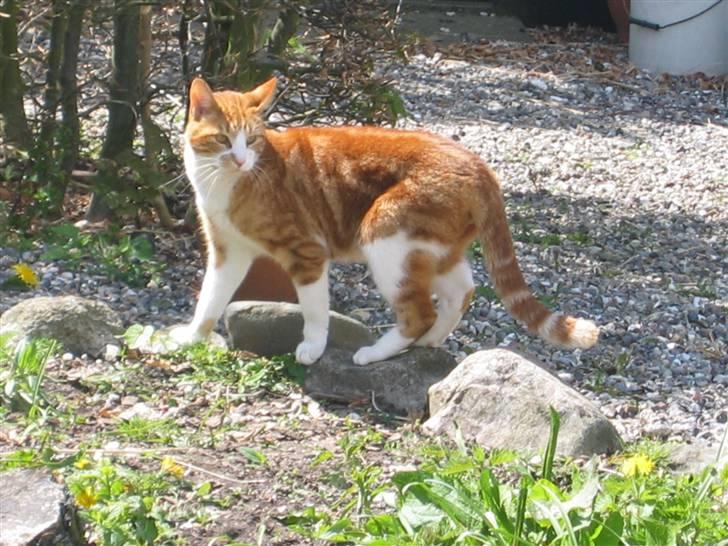 Blanding af racer Rød Aksel billede 7