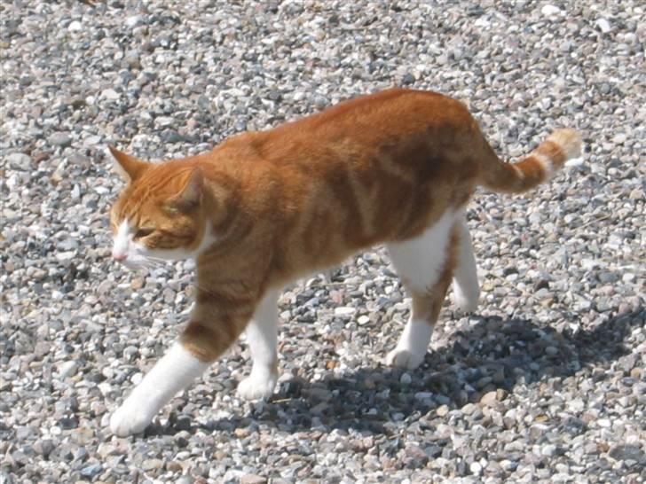 Blanding af racer Rød Aksel billede 8