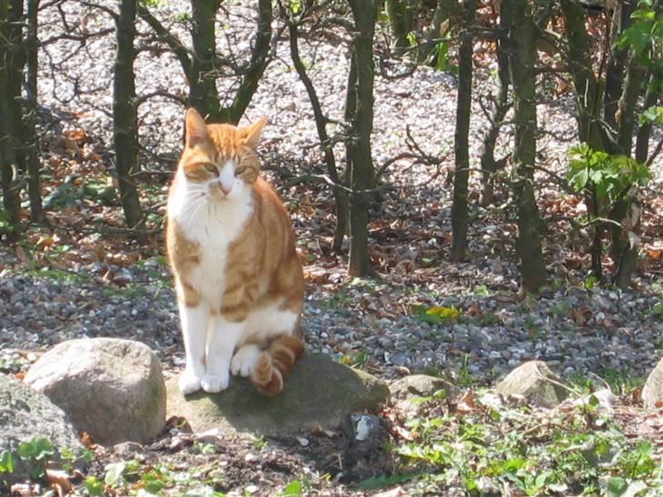 Blanding af racer Rød Aksel billede 9