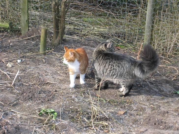 Blanding af racer Rød Aksel billede 10