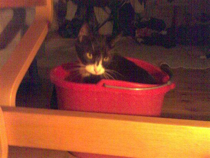 Huskat Pjevs billede 16