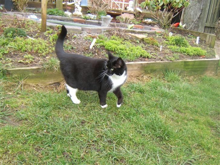 Blanding af racer Sorte*Desværre ikke blandt os længere* billede 12