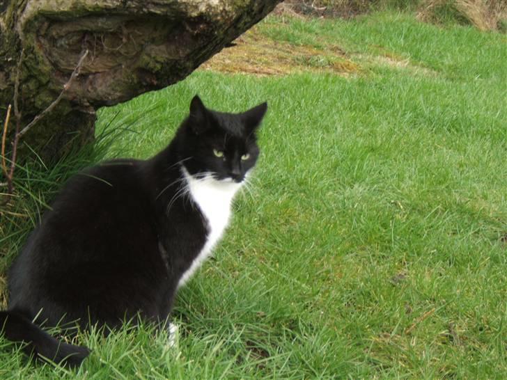 Blanding af racer Sorte*Desværre ikke blandt os længere* billede 13