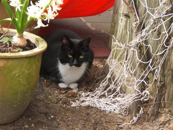 Blanding af racer Sorte*Desværre ikke blandt os længere* billede 14
