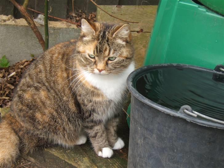 Blanding af racer Tiger*Himmelkat* billede 1