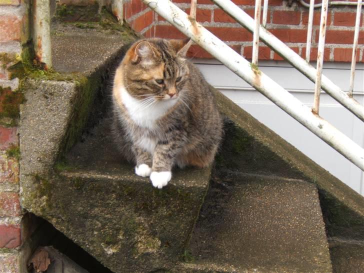 Blanding af racer Tiger*Himmelkat* billede 2