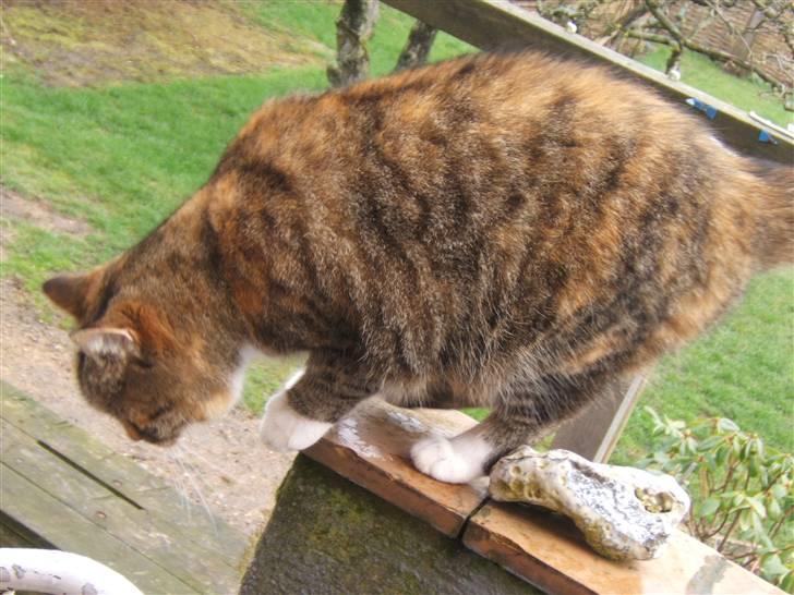 Blanding af racer Tiger*Himmelkat* billede 3