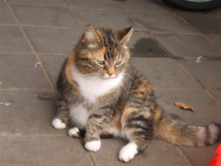 Blanding af racer Tiger*Himmelkat* billede 5