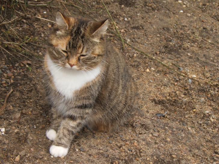 Blanding af racer Tiger*Himmelkat* billede 6