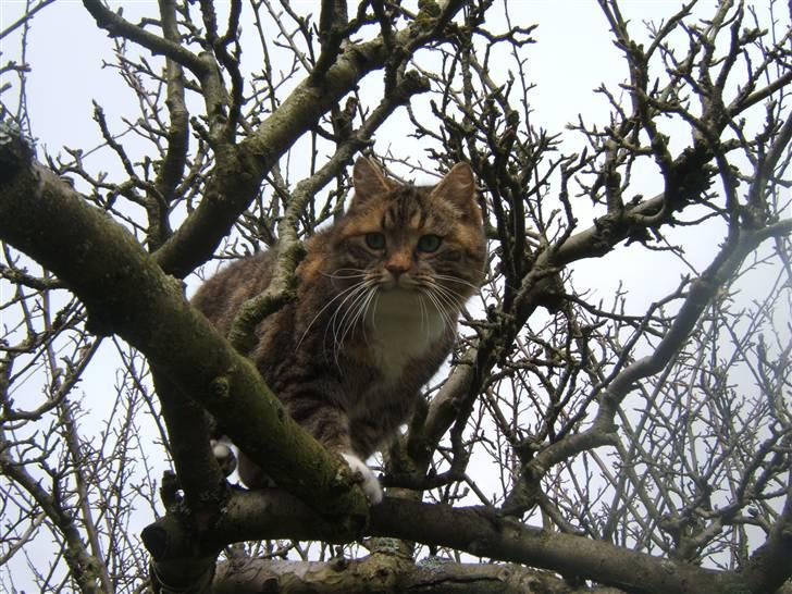 Blanding af racer Tiger*Himmelkat* billede 8