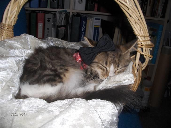 Maine Coon Freja billede 1