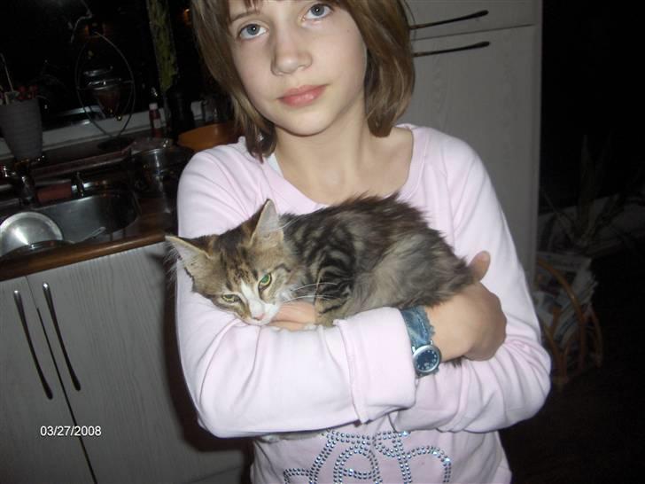 Maine Coon Freja billede 3