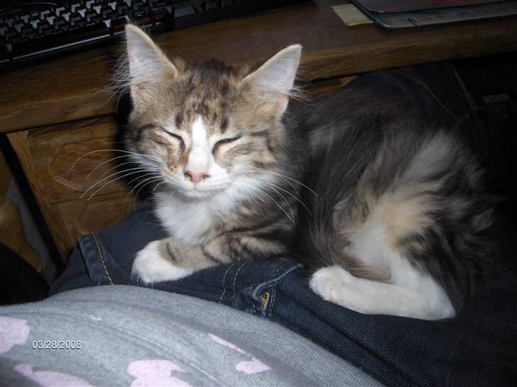 Maine Coon Freja billede 5