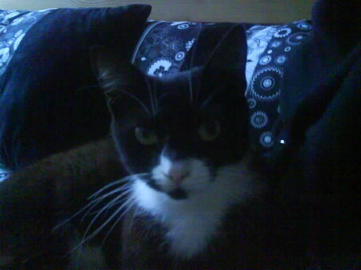 Huskat Ibbi/Anouska - hmmm... jeg nyder det..  billede 3