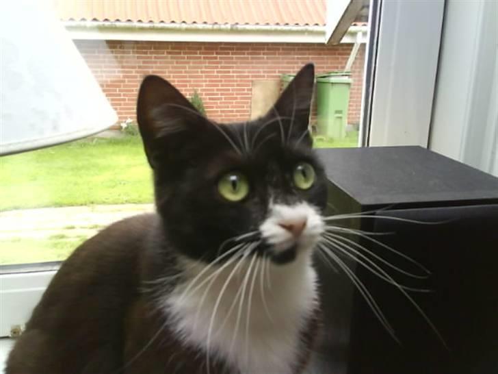 Huskat Ibbi/Anouska - grønne øjne! :) billede 4