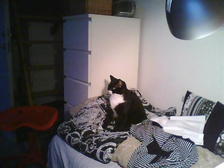 Huskat Ibbi/Anouska - ja.. det er mig billede 5