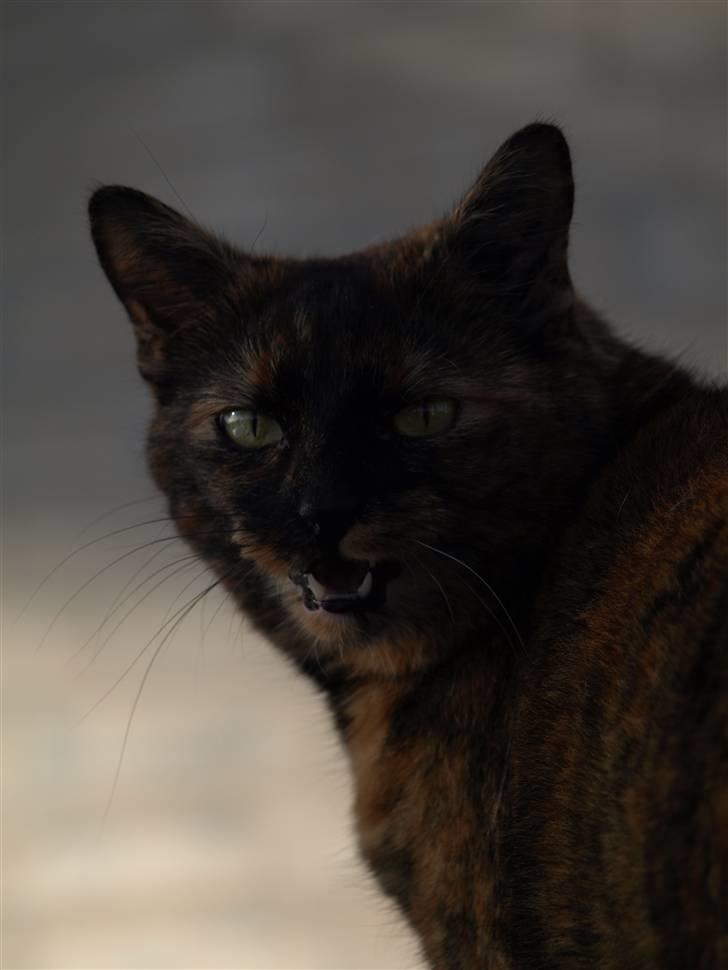 Huskat Freja billede 1