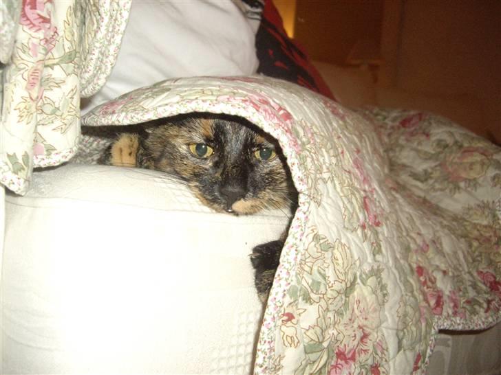 Huskat Freja billede 2