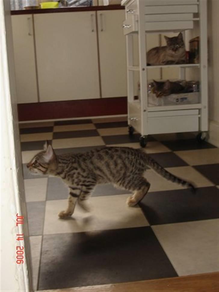 Bengal O'malley billede 2
