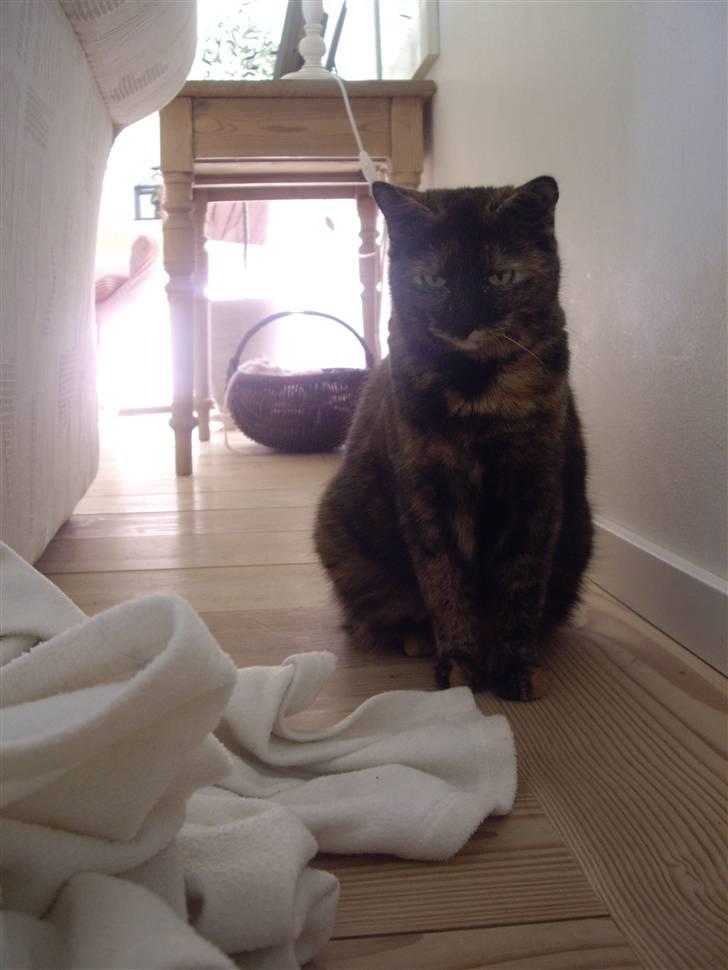 Huskat Freja billede 3