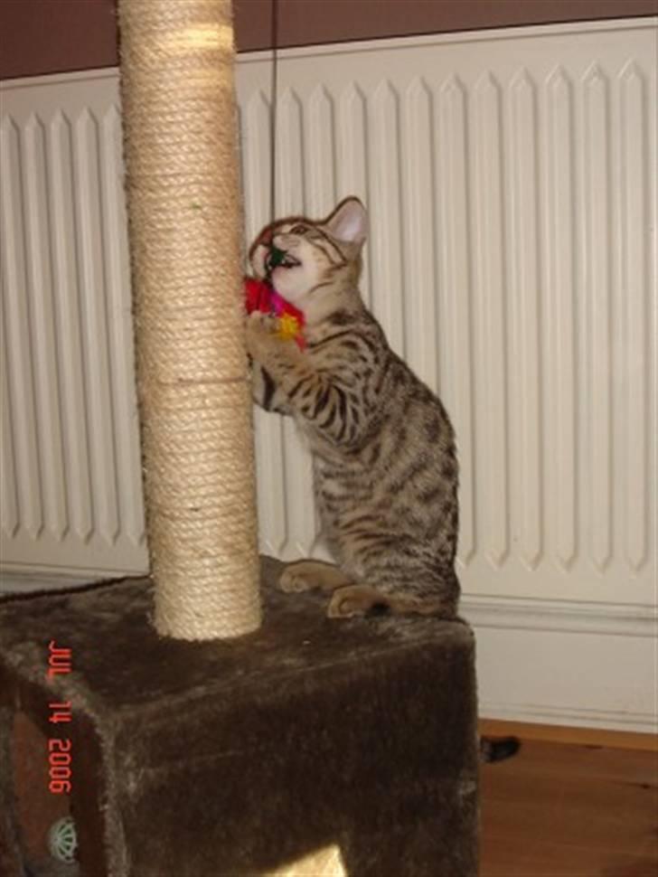 Bengal O'malley billede 3