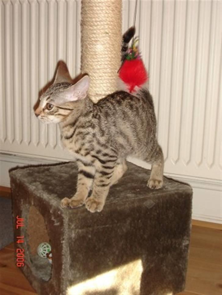 Bengal O'malley billede 4