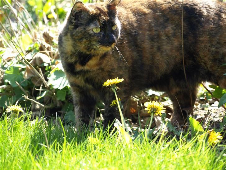 Huskat Freja billede 4