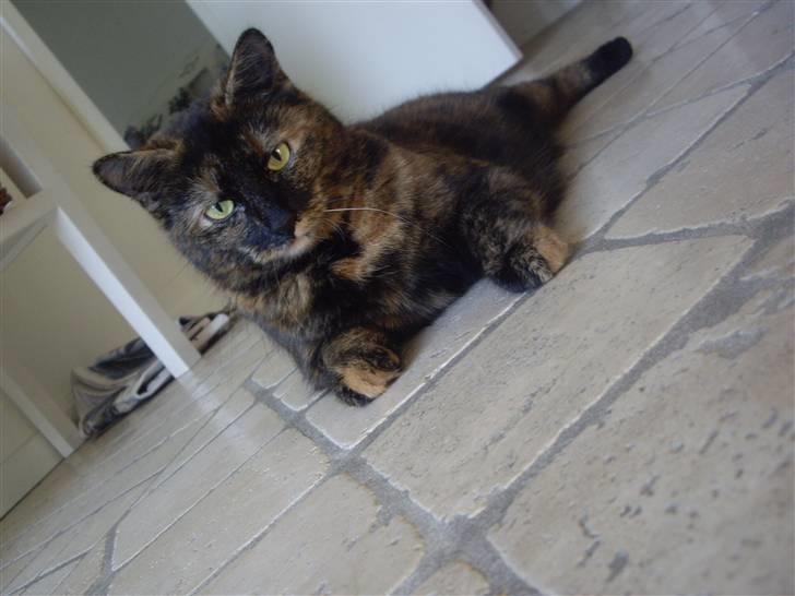 Huskat Freja billede 5