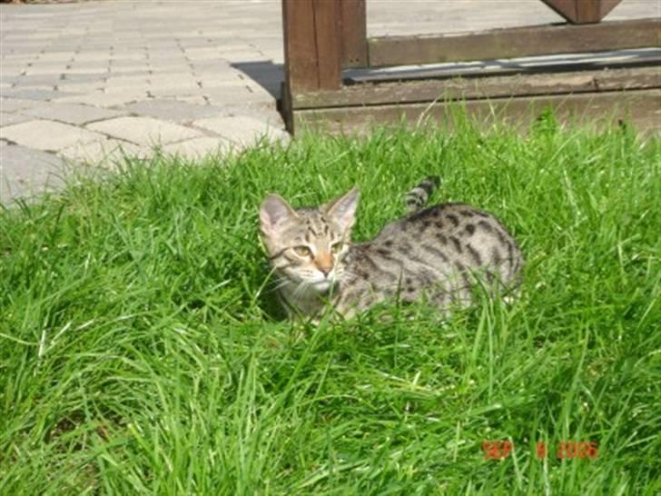 Bengal O'malley billede 5