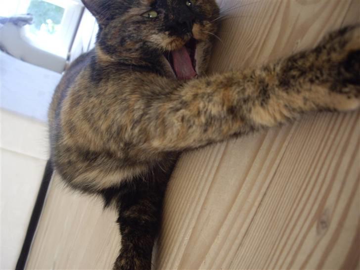 Huskat Freja billede 6