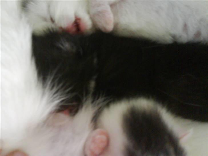 Huskat Mocca billede 6