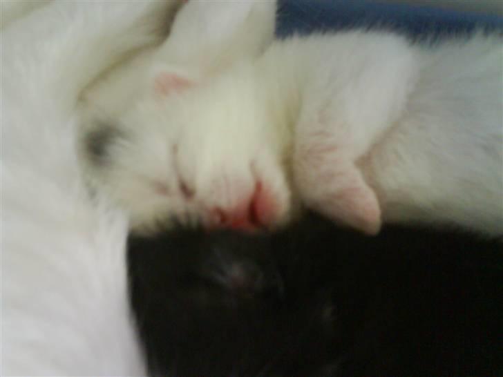 Huskat Pinky billede 6