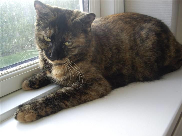 Huskat Freja billede 7