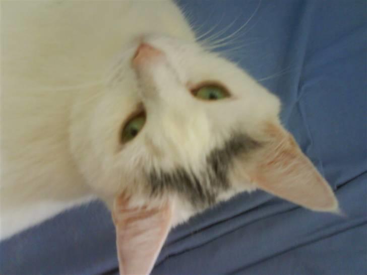 Huskat Snowie billede 8