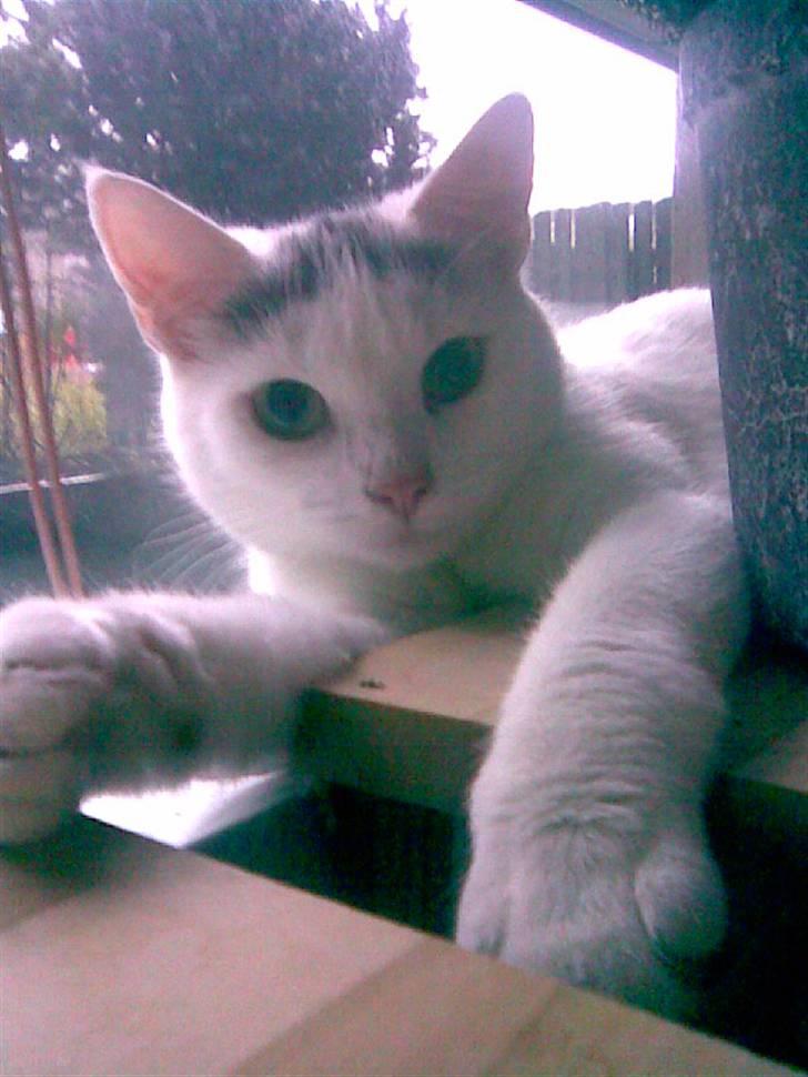 Huskat Snowie billede 9