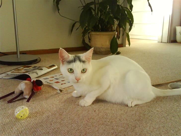 Huskat Snowie billede 10