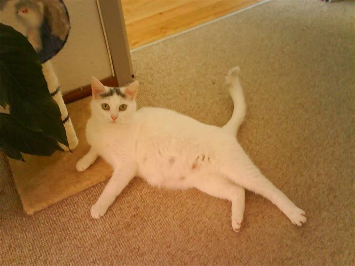 Huskat Snowie billede 11