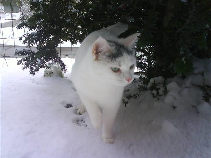 Huskat Snowie billede 12