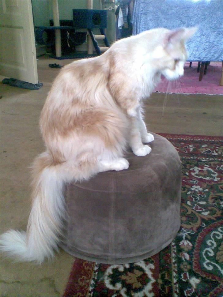 Maine Coon Pink Panter *R.I.P* billede 12