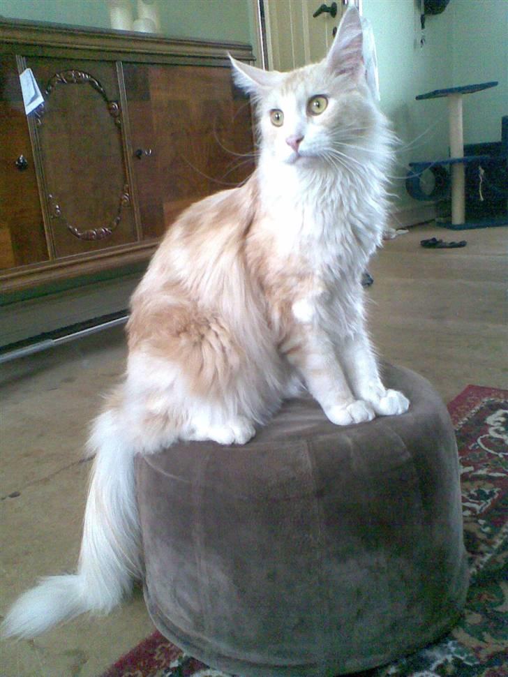 Maine Coon Pink Panter *R.I.P* billede 13