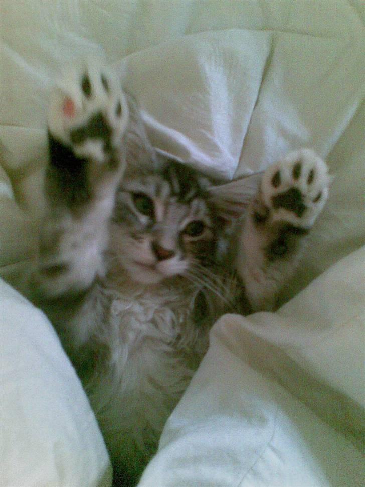 Maine Coon Burzum - Burzum har én lyserød tå.... hvor CUTE er det ikke lige... hehehehehe billede 10