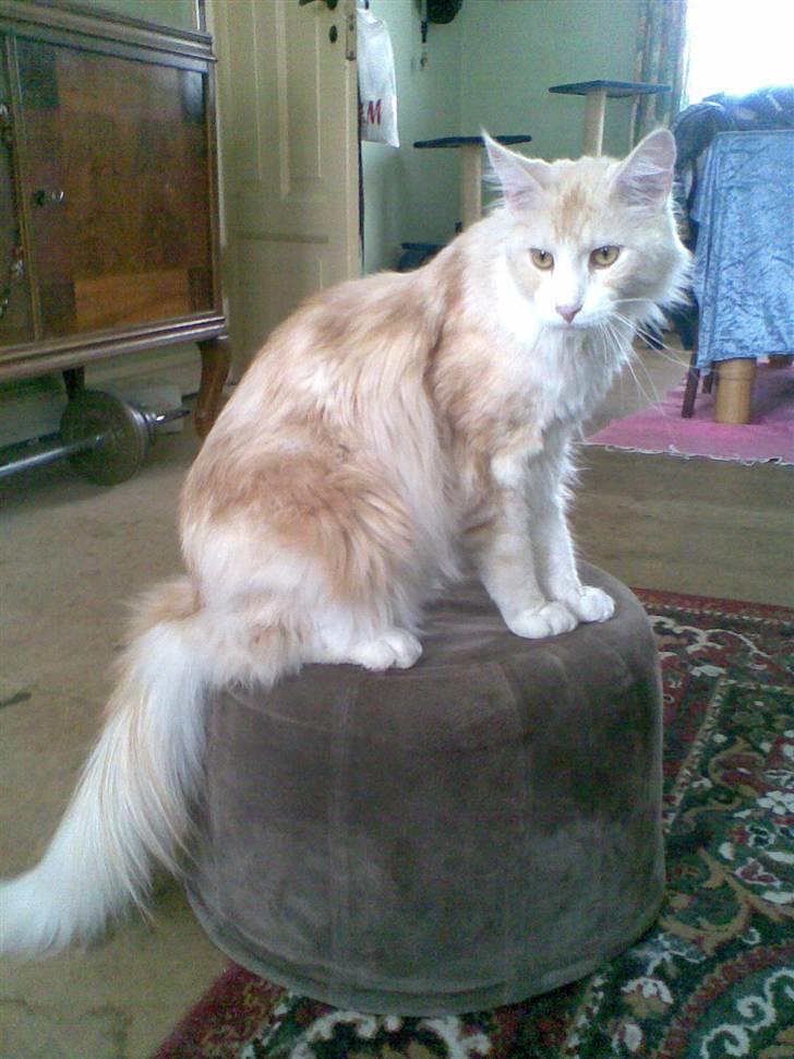 Maine Coon Pink Panter *R.I.P* billede 14