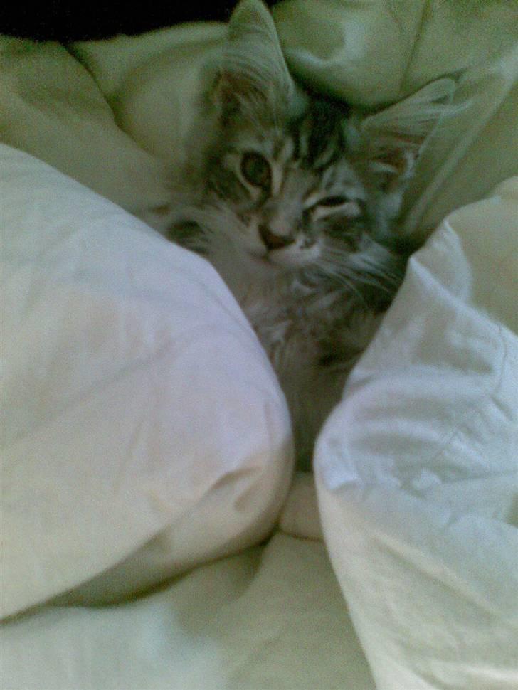 Maine Coon Burzum - *Blink - Blink* billede 11