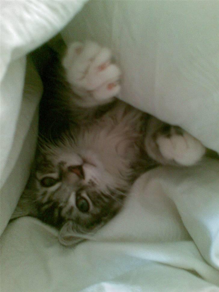 Maine Coon Burzum billede 12