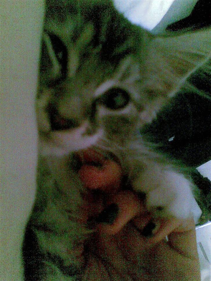 Maine Coon Burzum billede 13